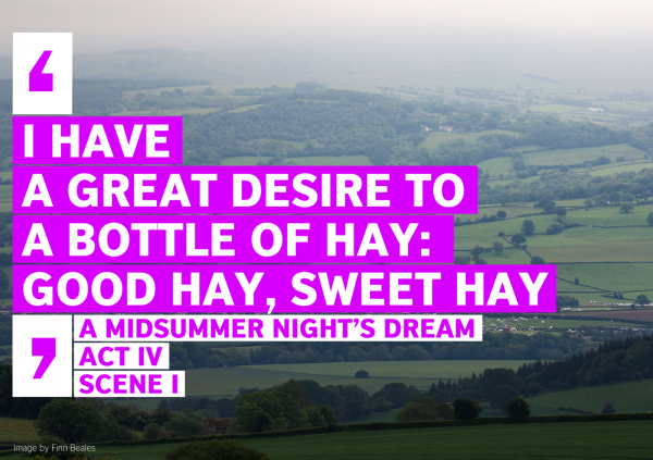 A bottle of Hay